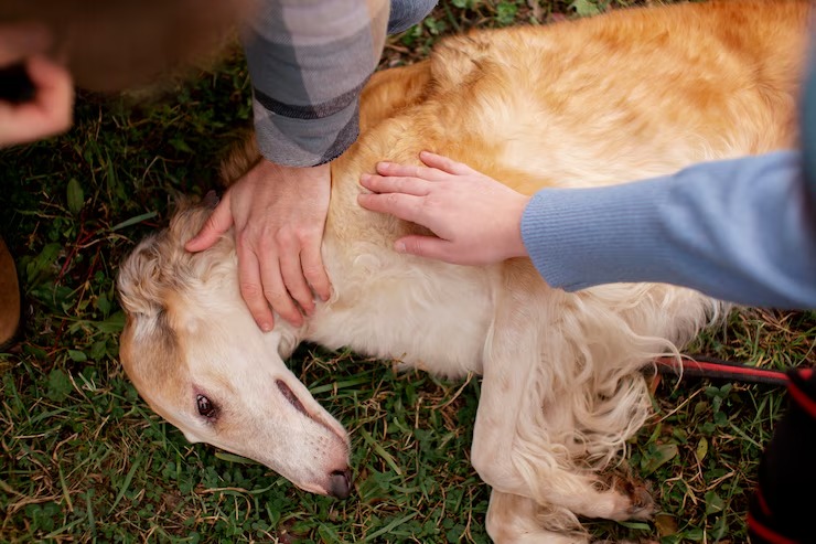 Video Sadis Anjing Dikuliti Hidup-Hidup Viral, Polisi Didesak Bertindak